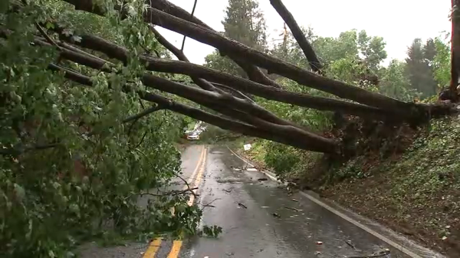 IMAGE: Downed trees on Concord Road in Westtown Township, Chester County on June 19, 2025.
